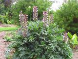 Acanthus spinosus