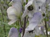 Aconitum 'Stainless Steel'