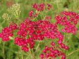 Achillea millefolium 'Summerwine'