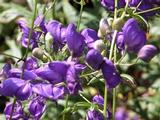 Aconitum henryi 'Spark's Variety'