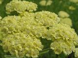 Achillea 'Taygetea'