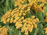 Achillea 'Terracotta'