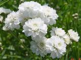 Achillea ptarmica 'The Pearl'