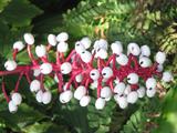 Actaea pachypoda (White Baneberry)