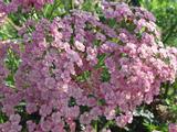 Achillea millefolium 'Wesersandstein'