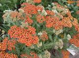 Achillea 'Walther Funcke'