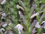 Acanthus hungaricus 'White Lips'