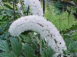 Actaea simplex 'White Pearl'