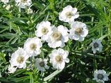 Achillea ptarmica 'Xana'