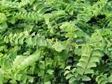 Adiantum pedatum 'Imbricatum'