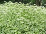 Aegopodium podagraria 'Variegatum'