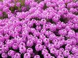 Aethionema armenum 'Warley Rose'