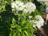Agapanthus africanus 'Albus'