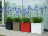 Agapanthus africanus