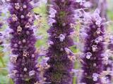 Agastache 'Black Adder'