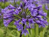 Agapanthus 'Black Buddhist' (Trumpet-Group)