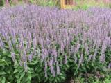 Agastache 'Blue Fortune'