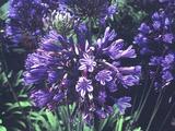 Agapanthus 'Black Pantha' PBR (Funnel-Group)