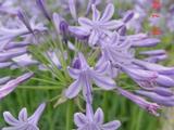 Agapanthus 'Blue Triumphator' (Salver-Group)