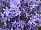 Agapanthus 'Castle of Mey' (Trumpet-Group)