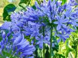 Agapanthus 'Dr Brouwer' (Trumpet-Group)
