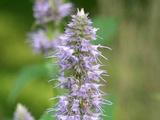 Agastache foeniculum