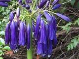 Agapanthus 'Graskop' (Tubular-Group)