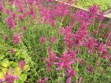 Agastache 'Heatwave' PBR