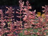 Agastache 'Kolibri'