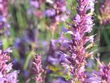 Agastache 'Linda'