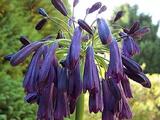 Agapanthus 'Midnight Cascade' (Tubular-Group)