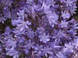 Agapanthus 'Misty Dawn' (Trumpet-Group)