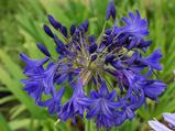 Agapanthus 'Navy Blue' (Trumpet-Group)