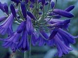 Agapanthus 'Purple Cloud' (Trumpet-Group)