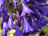 Agapanthus 'Peter Pan' (Funnel-Group)
