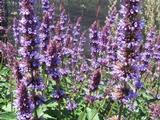 Agastache 'Purple Haze'