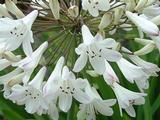 Agapanthus 'Polar Ice' (Trumpet-Group)