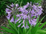 Agapanthus 'Radiant Star' (Tubular-Group)