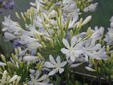 Agapanthus 'Silver Baby' (Tubular-Group)