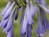 Agapanthus 'Sky' (Tubular-Group)
