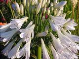 Agapanthus 'Silver Lining' (Tubular-Group)