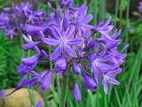 Agapanthus 'Star Quality' (Tubular-Group)