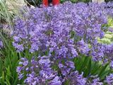 Agapanthus 'Sunfield' (Trumpet-Group)