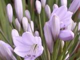 Agapanthus 'Windsor Grey' (Trumpet-Group)