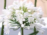 Agapanthus 'White Heaven' (Funnel-Group)