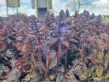 Ajuga reptans 'Atropurpurea'