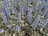 Ajuga reptans 'Burgundy Glow'