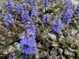 Ajuga reptans 'Black Scallop'