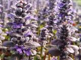 Ajuga reptans 'Catlin's Giant'