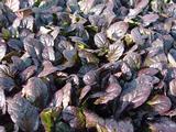 Ajuga reptans 'Evening Glow'
